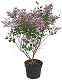 Syringa meyeri Palibin - Zwerg-Flieder Duftflieder - 23 cm Topf Höhe ca. 40 cm...