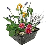 vdvelde.com - Mini Teichpflanzen Set Winterhart - Rot - 1 Rote Seerose und 3...