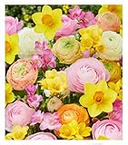 BALDUR-Garten Blumenzwiebel-Mix 'Sweet-Spring',30 Zwiebeln, zarte Pastelltöne...