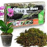GOTVUGE Sphagnum Moos für Pflanzen (5L) - Vielseitige Blumenerde für...