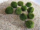 Mooskugeln Wasserpflanzen SAHAWA Aquatic Arts 10 Marimo Moos Kugeln ca. 3 cm...