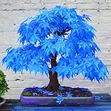 20 Stück Schöne Seltene Blaue Ahorn Samen Bonsai Pflanzen Garten Home Baum...