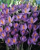 100 Botanische Krokusse Barr's Purple Blumenzwiebeln Crocus