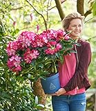 BALDUR Garten Rhododendron XXL®,1 Pflanze