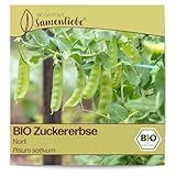 Samenliebe BIO Zuckererbsen Samen alte Sorte Norli sehr süße Topf-Zuckerschote...