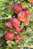 Malus domestica 'Elstar' 40 cm Stammhöhe – Winterhart, Mehrjährig –...
