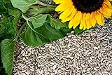 Futterbauer 10kg geschälte Sonnenblumenkerne Neue Ernte 2024 Vogelfutter