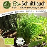 Little Plants BIO Schnittlauch Samen 500 Schnittlauchsamen Kräutersamen für...