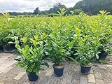 5st. schnellwachsende Kirschlorbeer Rotundifolia 60-80cm im Topf reine...