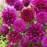 Dahlien Lila Mix Knollen Kollektion, 5 Dahlienzwiebelsorten Mix aus Holland,...