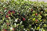 Ilex aquifolium 'Alaska' 10–15 cm – Winterhart, Immergrün, Pflegeleicht –...