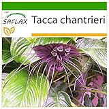 SAFLAX - Fledermausblume - 10 Samen - Mit keimfreiem Anzuchtsubstrat - Tacca...