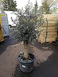 XXL Olivenbaum 25-30 Jahre – Olea Europaea Hochstamm, 160-200 cm, Stammumfang...