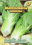 Blattzichorie, Zuckerhut N.L.Chrestensen Samen 458810-B