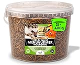 UGF - Premium Mehlwürmer getrocknet 3 Liter Eimer, Vogelfutter Wildvögel...