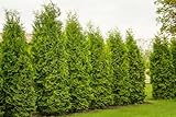 10 Thuja Brabant 80-120cm XXL ohne Topf gemessen | Immergrüne Heckenpflanze...