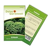Grünkohl Halbhoher grüner krauser Samen - Brassica oleracea - Grünkohlsamen -...