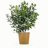 Bloomify® Blaubeere “Bodo” | 40 bis 60 cm große Heidelbeeren Pflanze |...