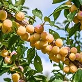 Pflaumenbaum Mirabelle von Nancy Obstbaum 80-140 cm, Aromatische Süße...