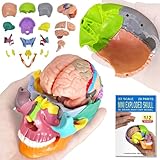 EVOTECH SCIENTIFIC Menschliches Miniatur-Schädelmodell, Kleiner Schädel mit...