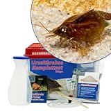 AQ4Aquaristik Triops cancriformis Starterset: Urzeitkrebse ca. 100 Eier, 2,5 l...