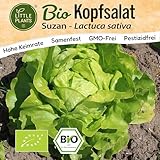 Little Plants BIO Kopfsalat Samen 125 Kopfsalatsamen Suzan Gemüsesamen für...