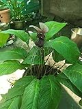 Stk - 1x Knolle Tacca Integrifolia Fledermaus Pflanze Frisch Original R72 keine...