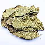 25 STK. Premium Walnussblätter Grün ganz (je 8-15cm) - Laub für Aquarium &...