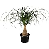 Dominik Blumen und Pflanzen, Dracena Nolina kleiner Elefantenfuß inklusive...