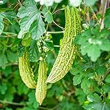 100 Stücke Bittermelone Samen Bitter Melone, Bittergurke Bitter Gourd Samen Bio...
