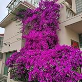 bougainvillea pflanzen kaufen samen blumensamen mehrjährig winterhart...