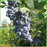 Heidelbeere 'Duke' - Blaubeeren Pflanze mit hohen Erträgen. Ein...