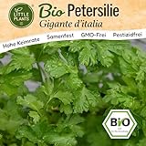 Little Plants BIO Petersilie Gigante ditalia Samen 500 Petersiliensamen...
