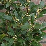 Gardener's Dream echter Lorbeerbaum (Laurus nobilis) - Gewürzlorbeer - Echter...