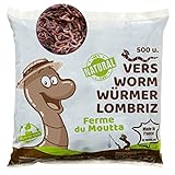 500 STK. Kompostwürmer (250g) | Regenwürmer Eisenia, kompostieren Sie Ihren...