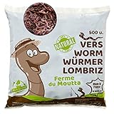 WormBox 500 STK. Kompostwürmer (250g) | Regenwürmer Eisenia, kompostieren Sie...