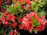 Japanische Azalee Geisha Orange - Rhododendron obtusum Geisha Orange - Syn....