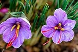 Safran-Krokuszwiebeln zum Anpflanzen - Crocus Sativus Blumenzwiebeln (25...