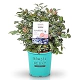 BrazelBerry 'Pink Breeze' Heidelbeere, Beerenobst Strauch, Waldbeere, Blaubeere,...