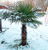 RARITÄT Frostharte Hanfpalme Trachycarpus Ukhrulensis Größe bis 180 cm. aus...