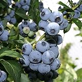 2er Set Heidelbeeren 'Goldtraube' - Winterharte Blaubeeren Vaccinium Corymbosum...