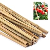 Bambusstäbe Set, 40 cm Pflanzenstütze, 20 Stück Pflanzstäbe Natürliche...