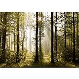 Runa Art Fototapeten 396 x 280 cm Wald Landschaft Sonnenstrahlen - Vlies...