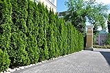 20st. Thuja Smaragd 40-60cm ohne Ballen gemessen Heckenpflanzen Lebensbaum...