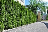 10st. Thuja Smaragd 70-100cm ohne Topf gemessen Heckenpflanzen Lebensbaum...