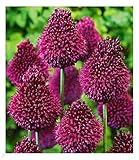 BALDUR Garten Zierlauch Allium 'Roter Zuckerhut', 25 Zwiebeln, Blumenzwiebeln,...