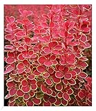 BALDUR Garten Berberitze Orange Sunrise, 1 Pflanze, bienen- &...