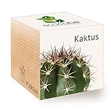 Feel Green Ecocube Kaktus, Nachhaltige Geschenkidee (100% Eco Friendly), Grow...