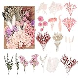 Natürliche getrocknete Blumen & getrocknete Blüten – Bunte Trockenblumen zum...