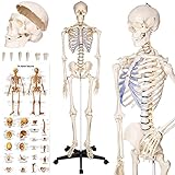 tectake® menschliches Skelett, Skelett lebensgroß, Human Design Anatomie...